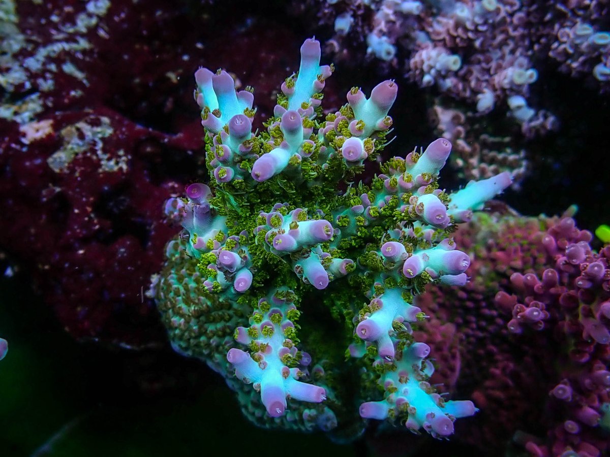 Epic31 Coral17.jpeg