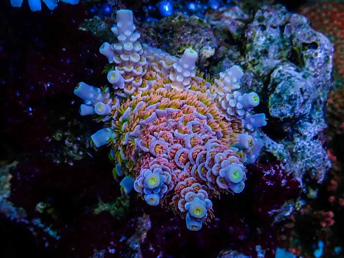 Epic32 Coral18.jpeg