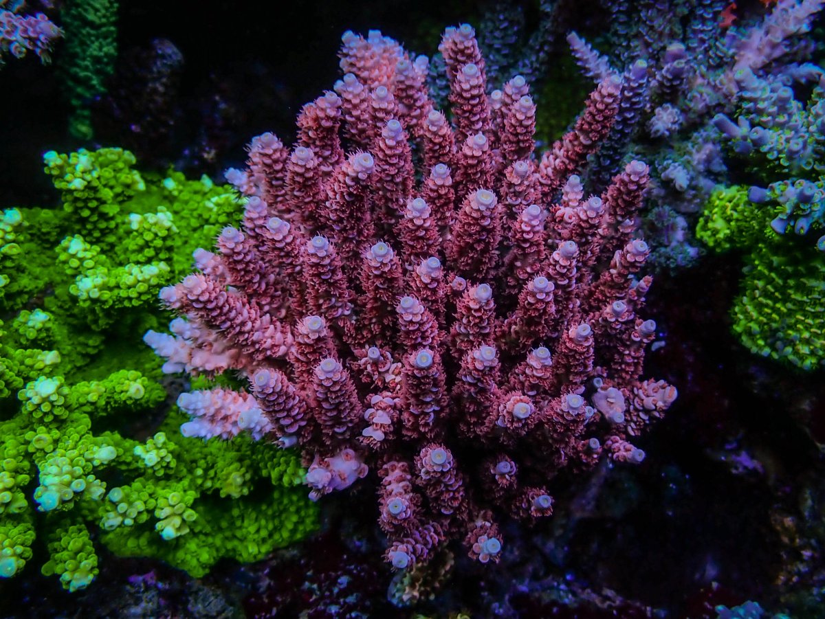 Epic36 Coral22.jpeg