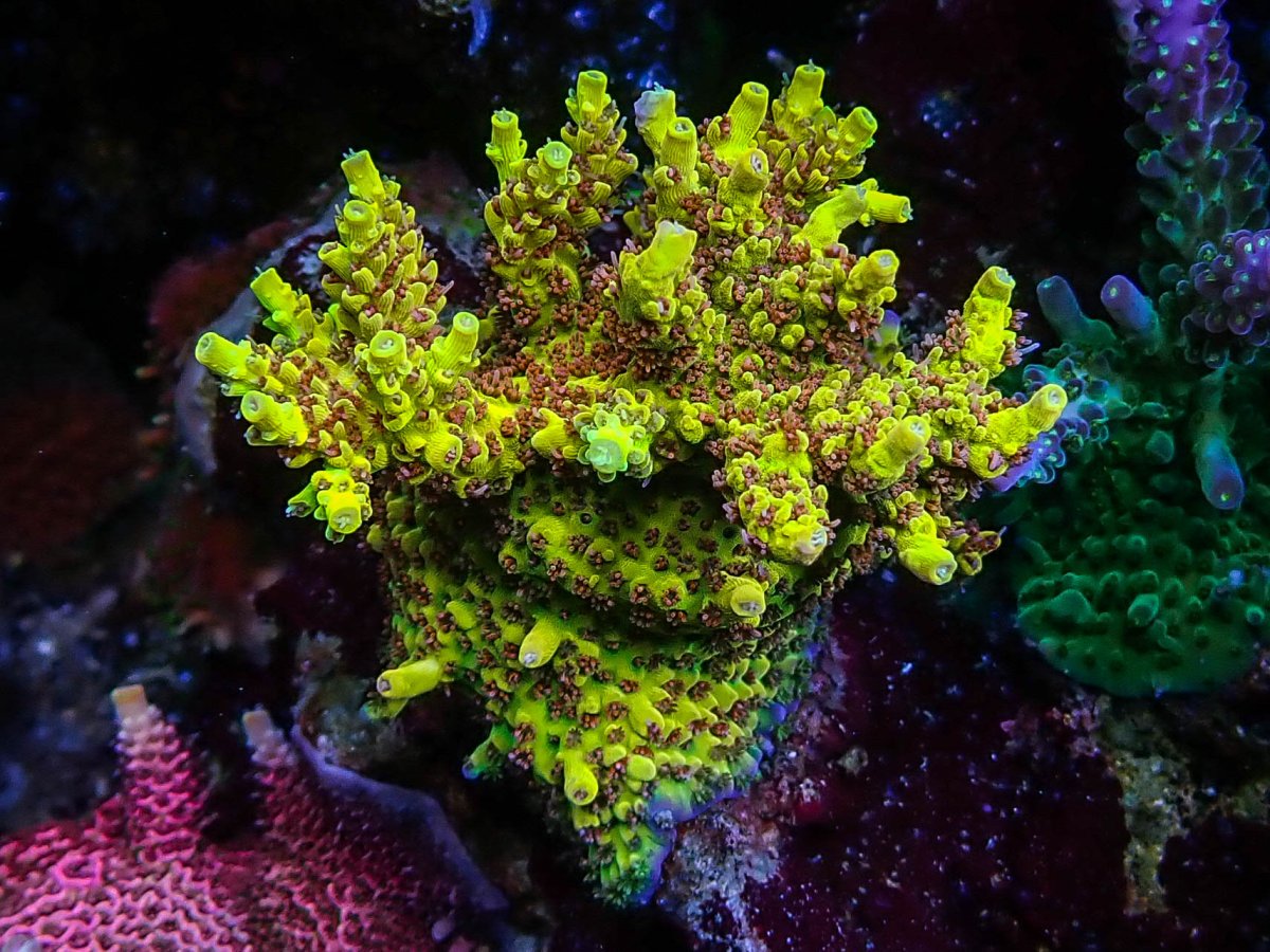 Epic39 Coral25.jpeg