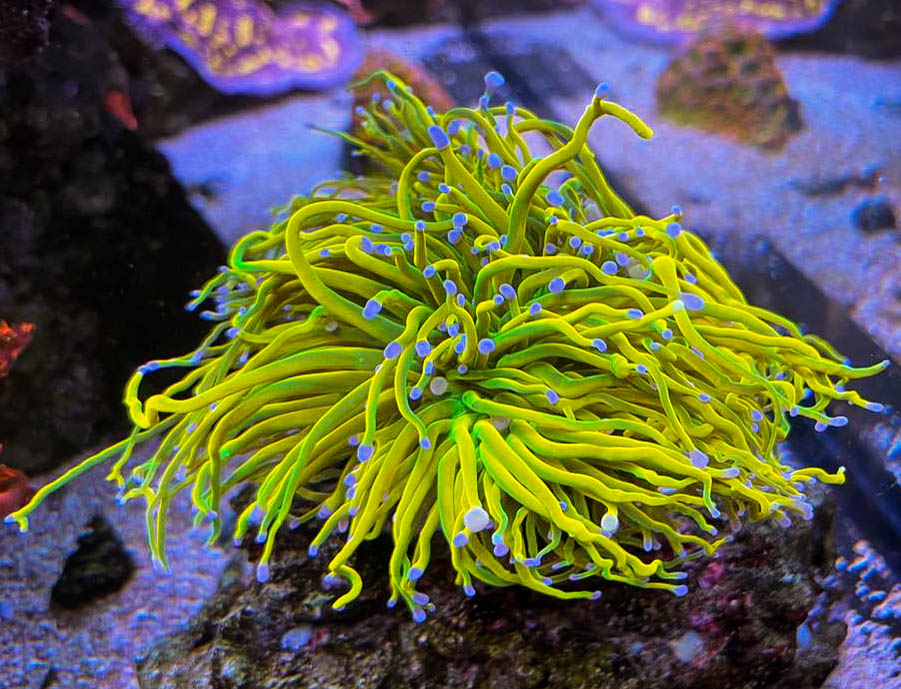 Epic41 Coral27.jpeg
