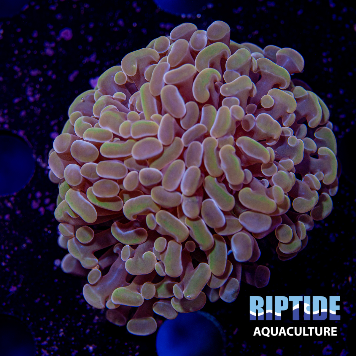 epu-7972.JPG