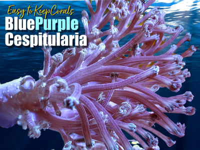 ETK_Cespitularia_Blue_Purple_Cespitularia_Coral_Frag_For_Sale_400x.jpg