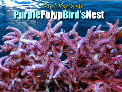 ETK_Purple_Polyp_Birds_Nest_Coral_Frag_For_Sale_400x.jpg