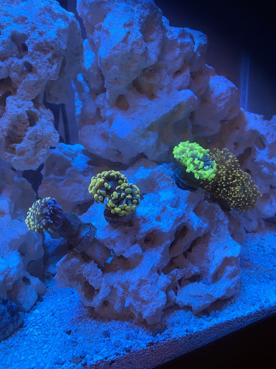 euphylia.JPG