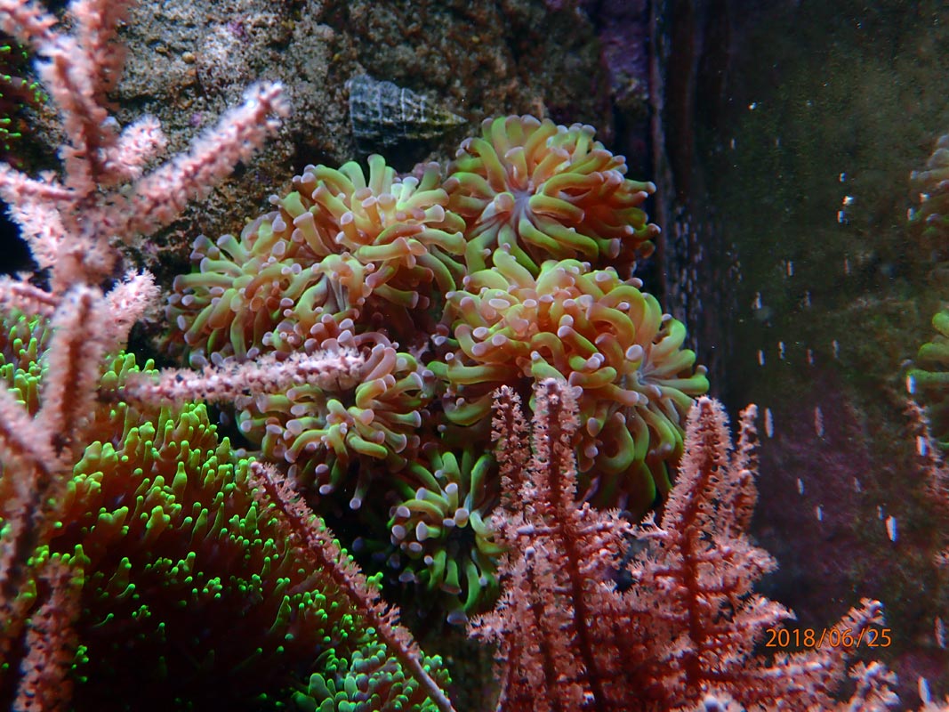 euphyllia-2.jpg
