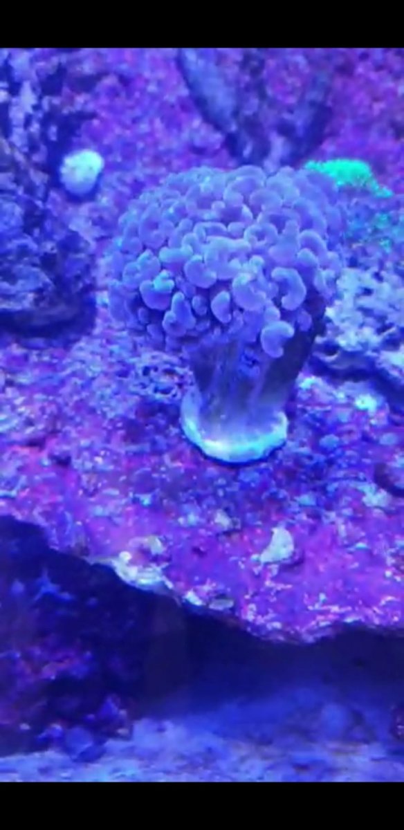 Euphyllia 20201126.jpeg