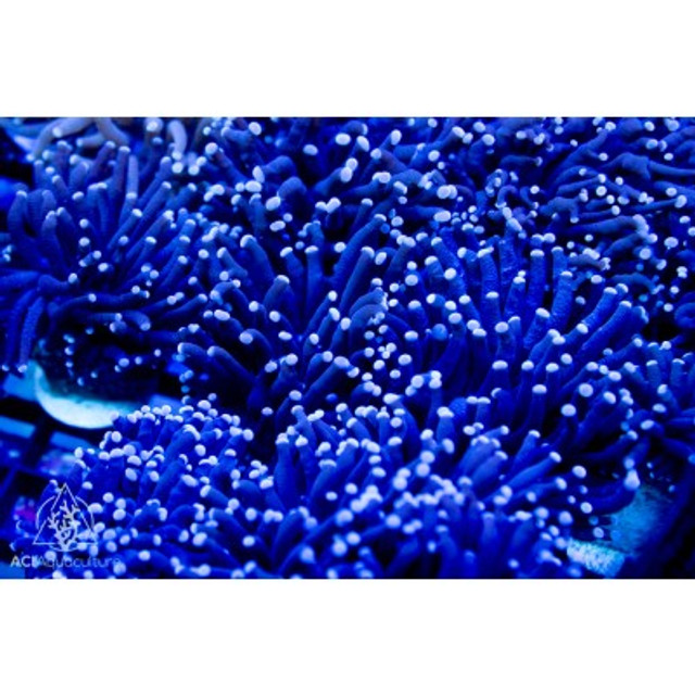 euphyllia-glabrescens-white-tip-torch_1__54901.jpg