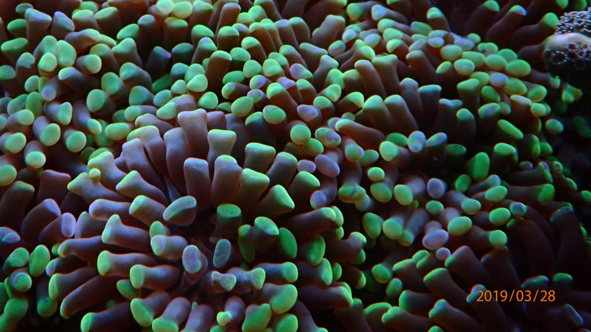 euphyllia.jpg