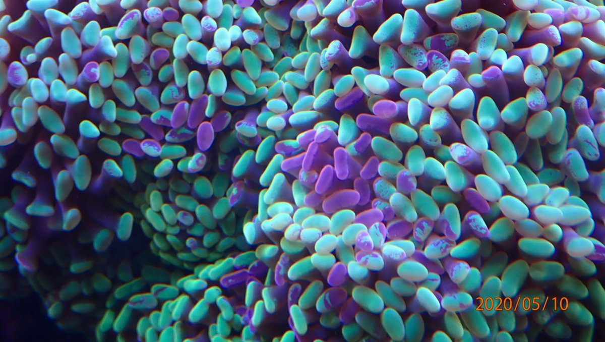 euphyllia.jpg