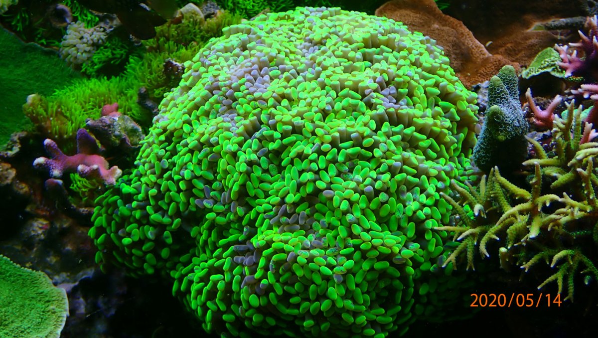 euphyllia.jpg