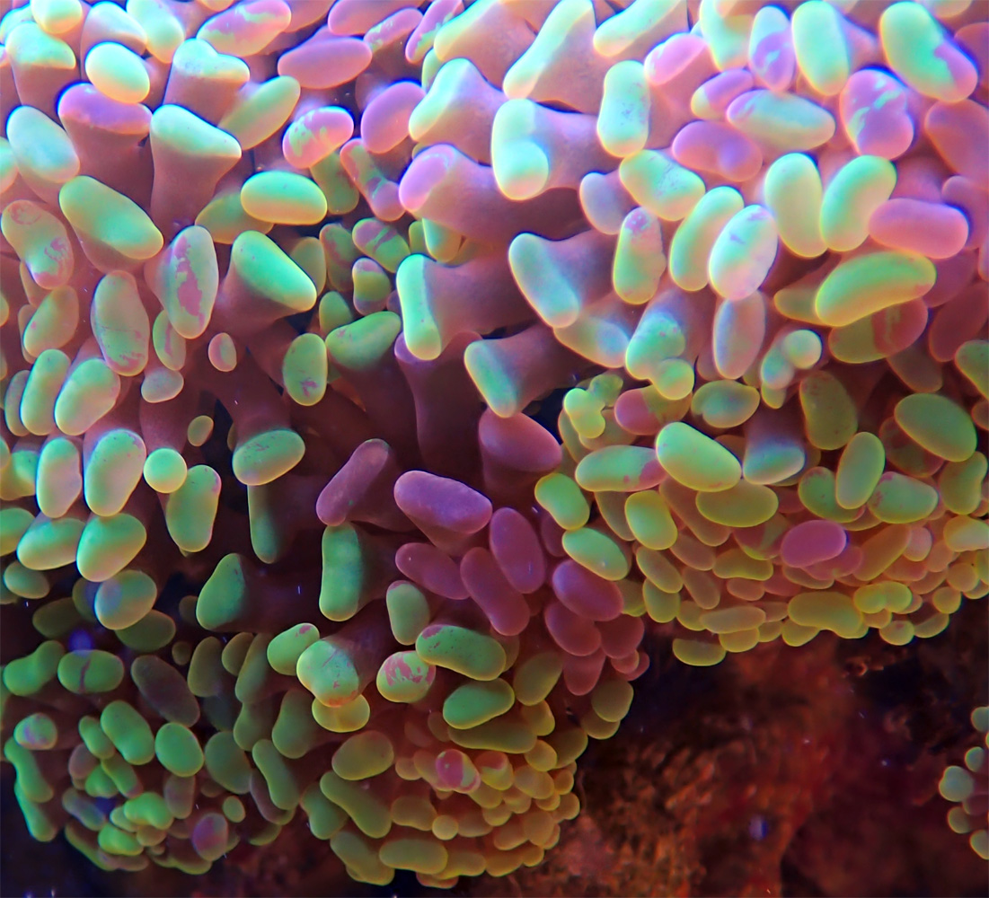 Euphyllia.jpg