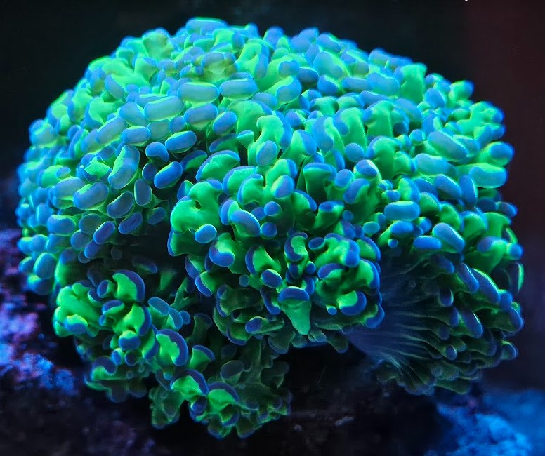 Euphyllia.jpg