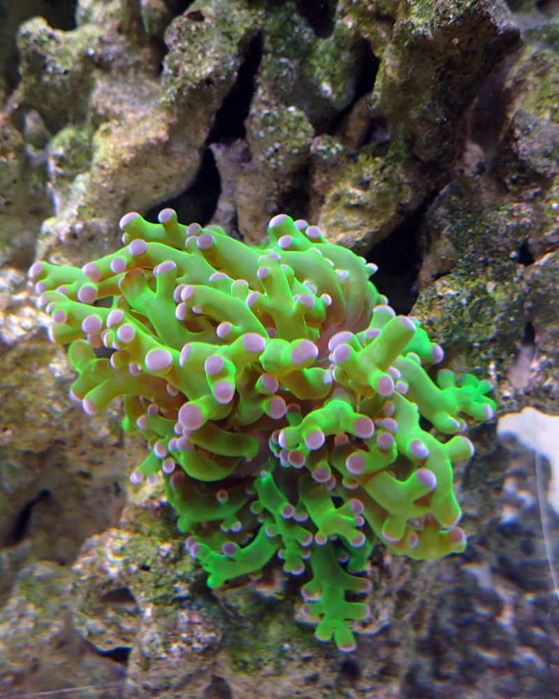euphyllia.jpg
