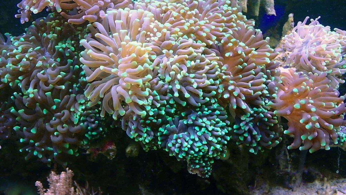 euphyllia.jpg
