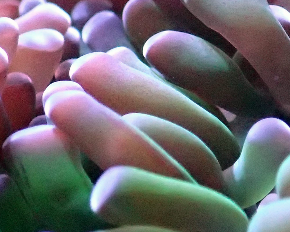 euphyllia.jpg
