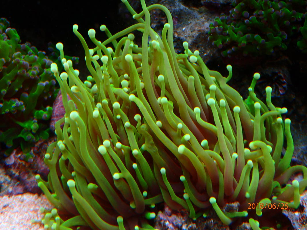 euphyllia.jpg