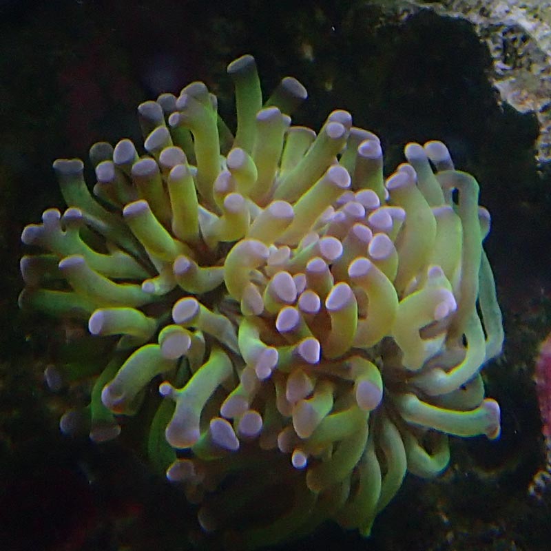 euphyllia.jpg