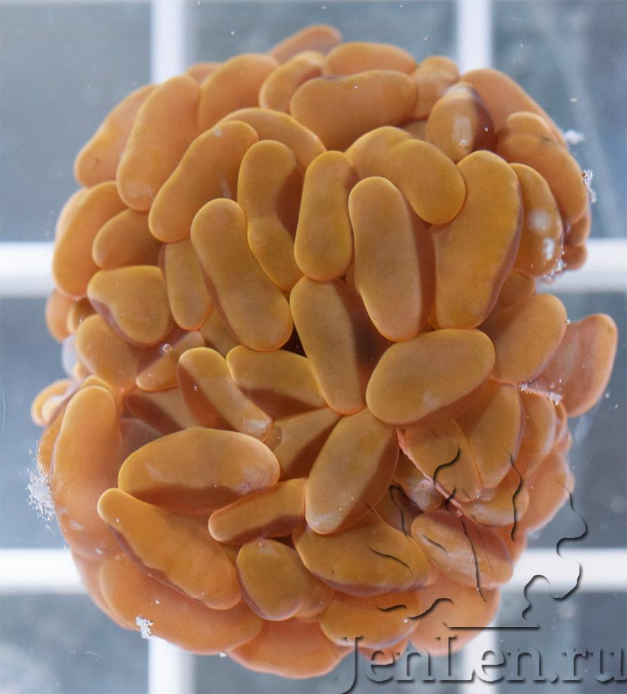 euphyllia-orange2.jpg
