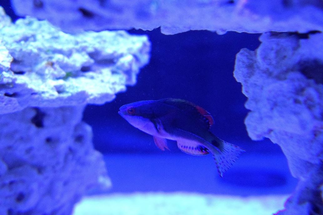 Ex Wrasse.JPG