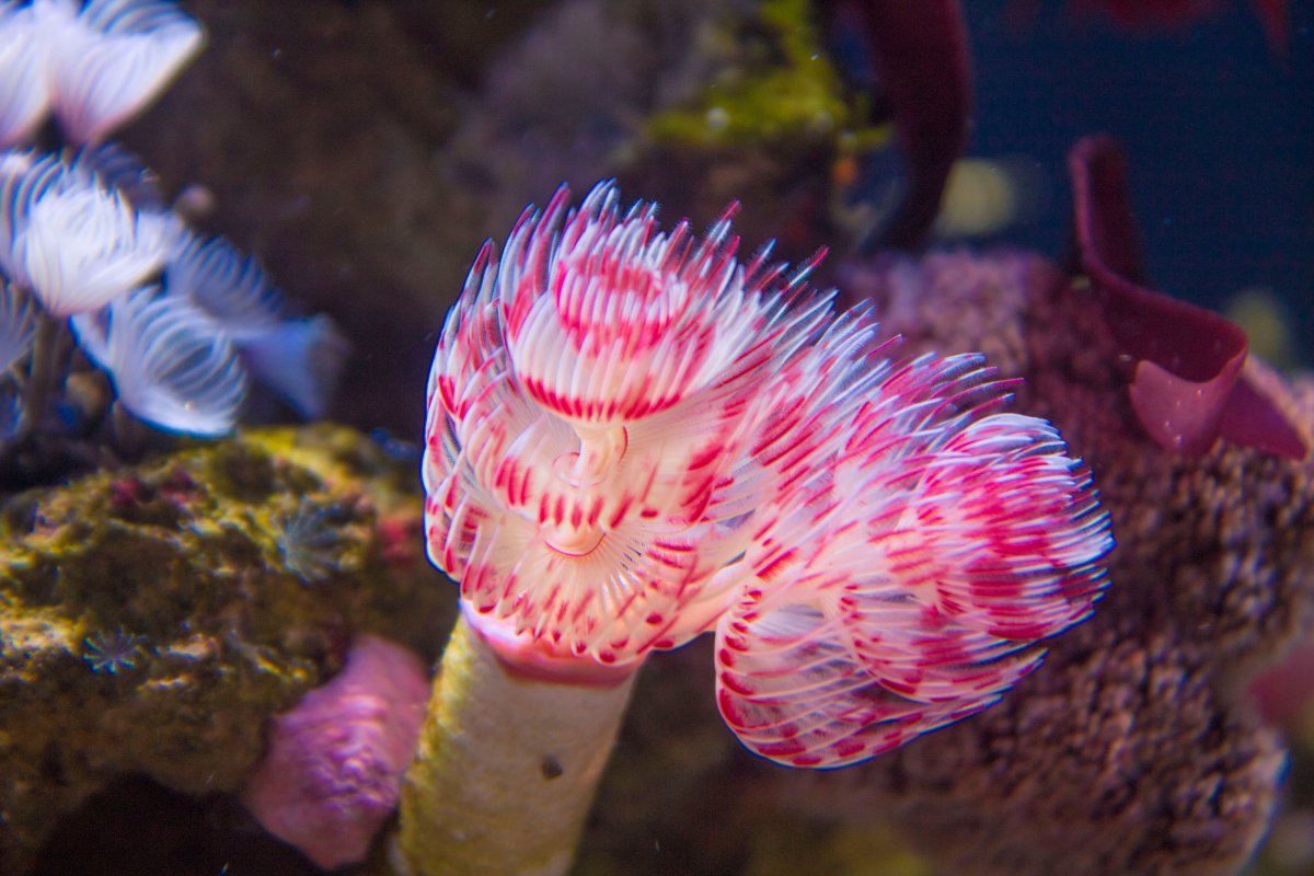 ExclusiveCorals_FeatherDuster.jpeg