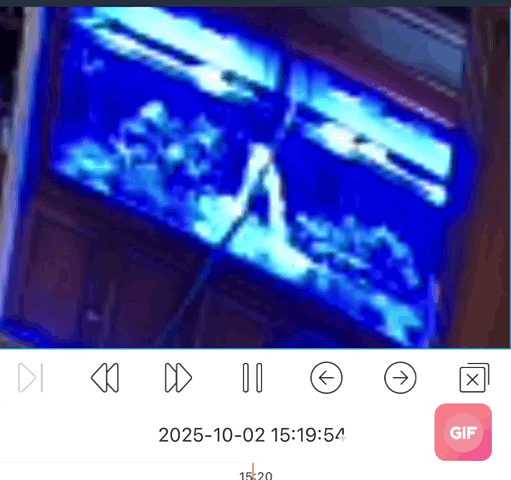 export_0.gif