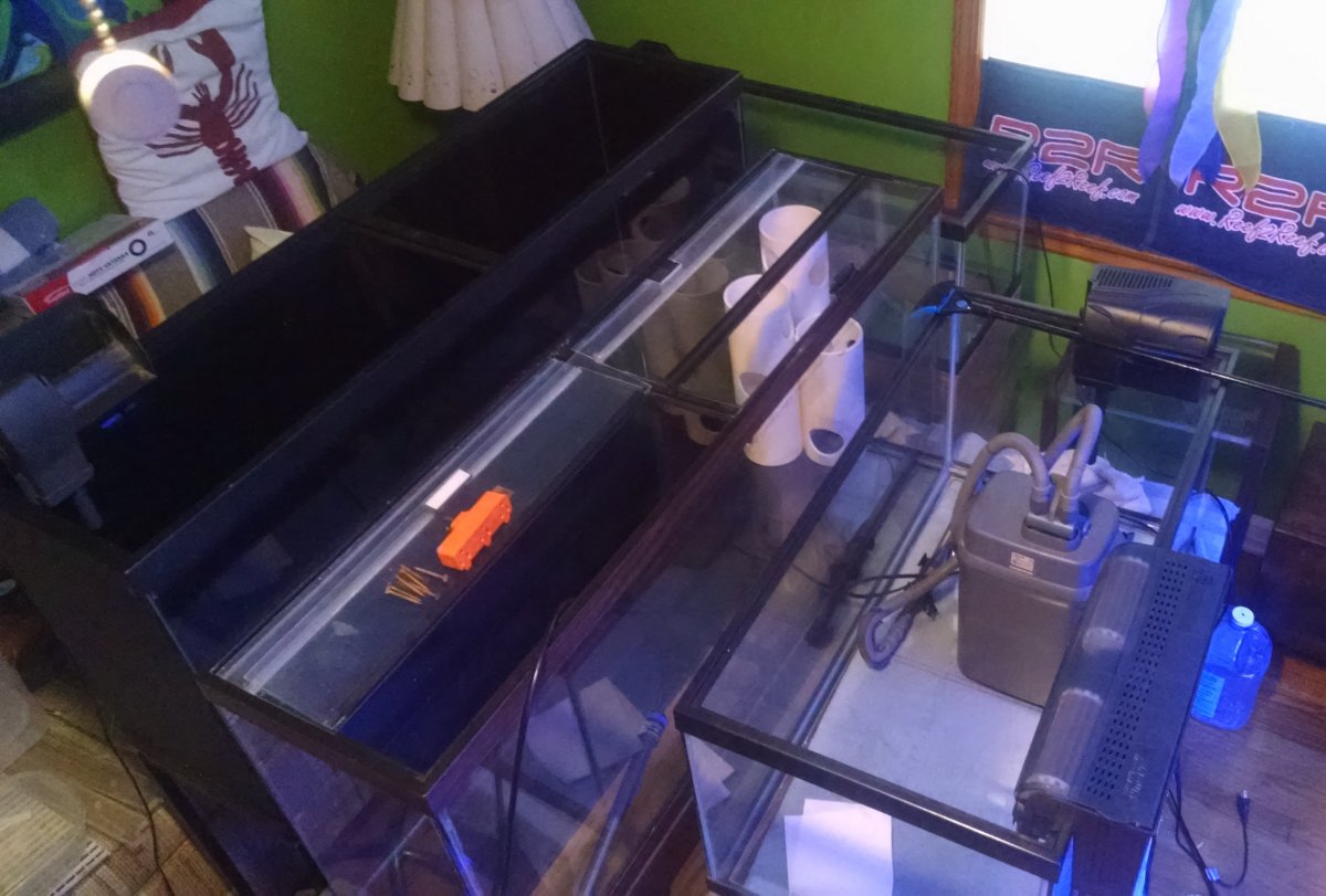 Build Thread - RFBF's 90 Gallon Déjà vu All Over Again | Page 3 | Reef2Reef