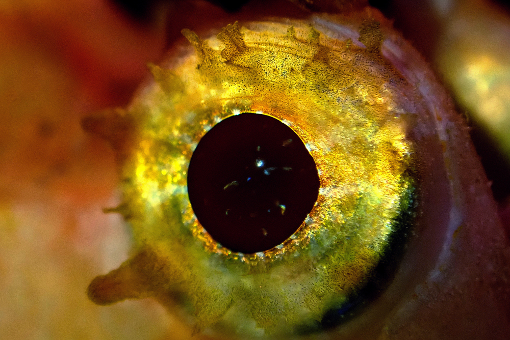 EYE4small.jpg