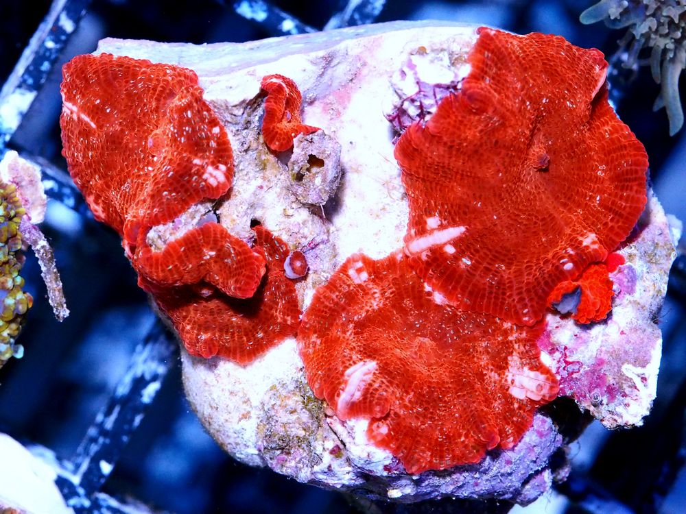 F S0113 59 Ruby Flame.jpg