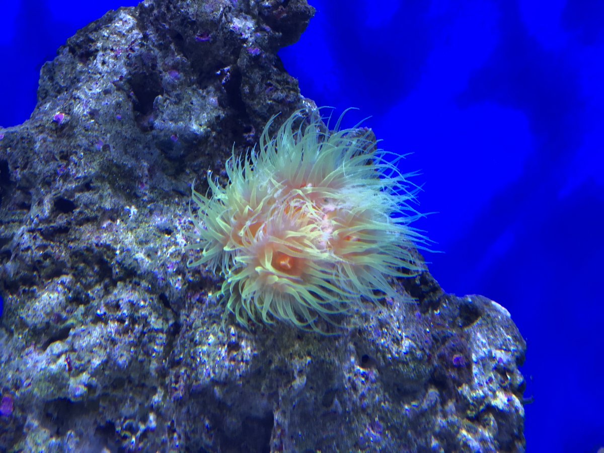 Coral of the Week: Dendro / Dendrophyllia fistula | Page 4 | REEF2REEF ...