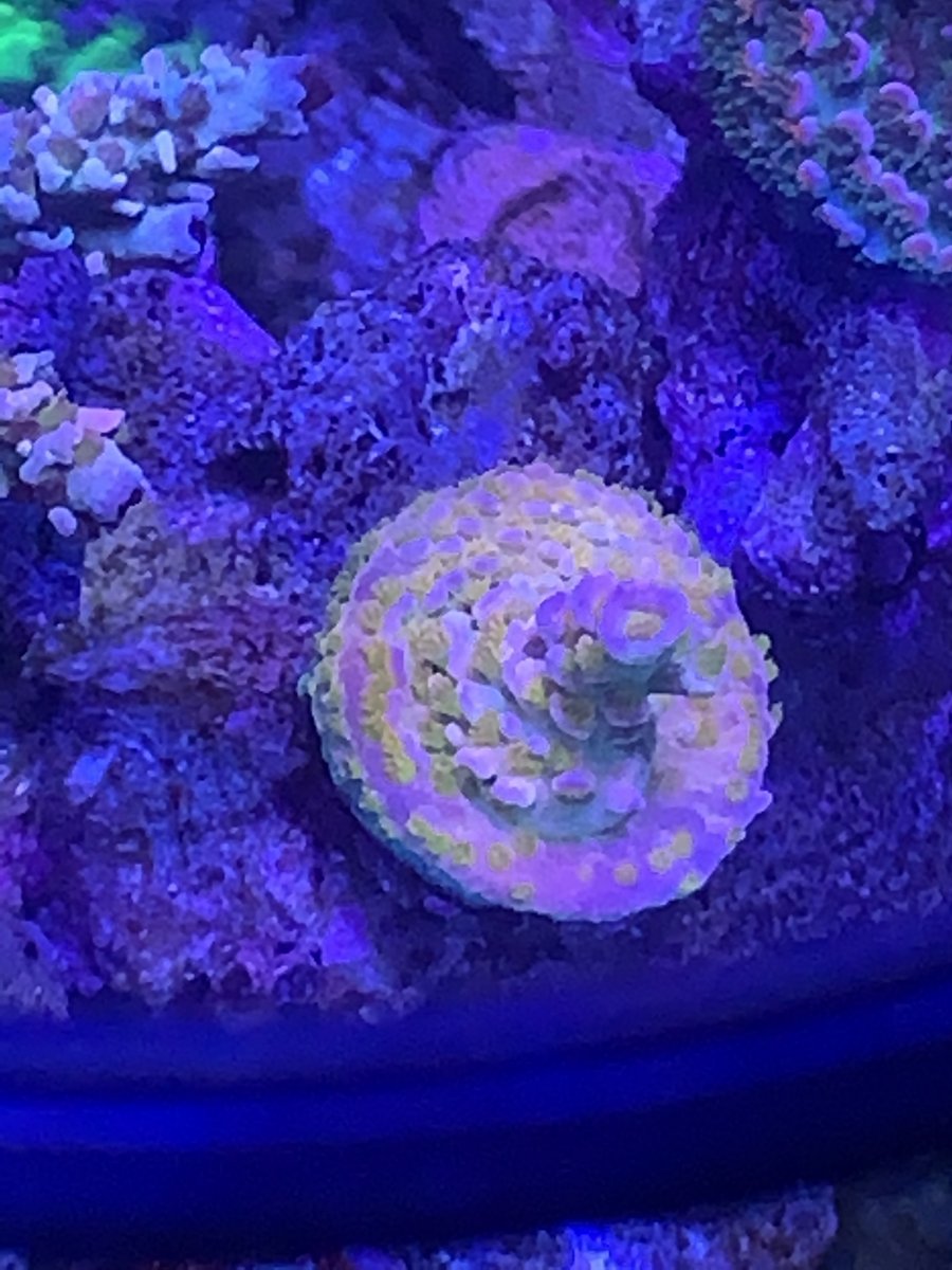 mardi gras reef