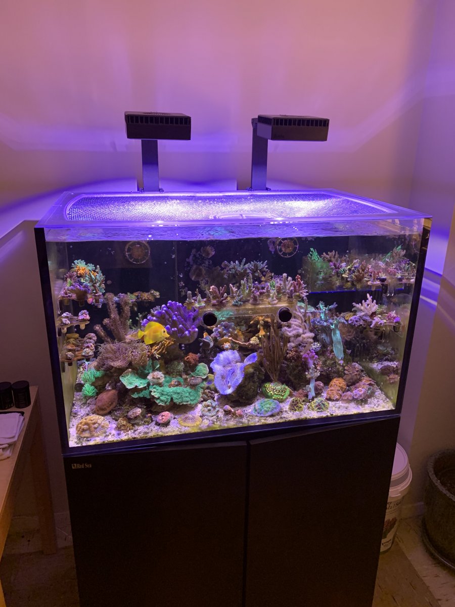 Best 3ft tank brand | Reef2Reef