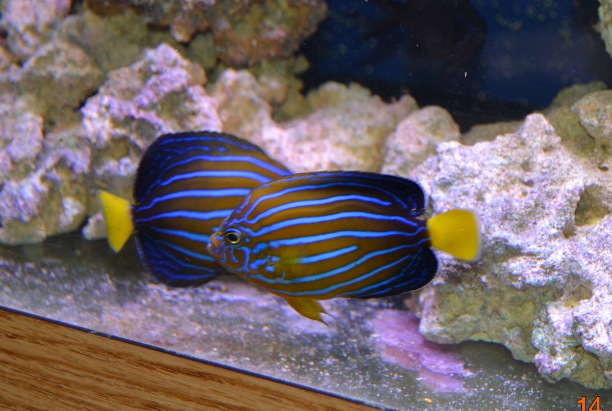 Blueline angelfish | REEF2REEF Saltwater and Reef Aquarium Forum