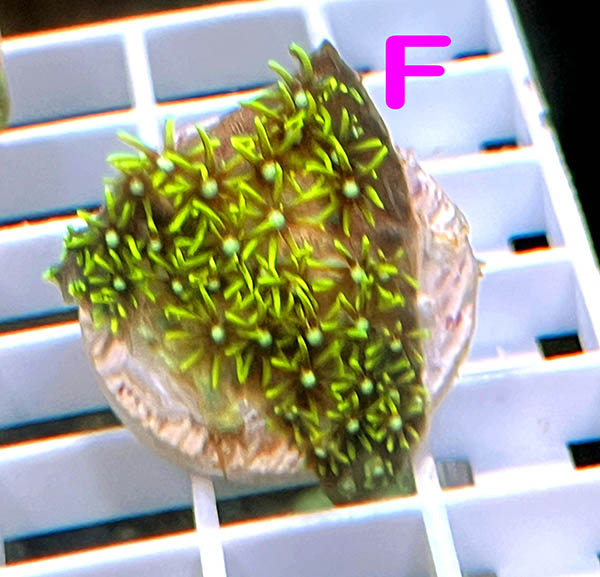 F2_Frag.jpg