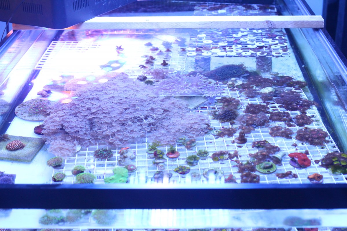 Build Thread - New 50g lowboy frag tank build | Page 2 | Reef2Reef