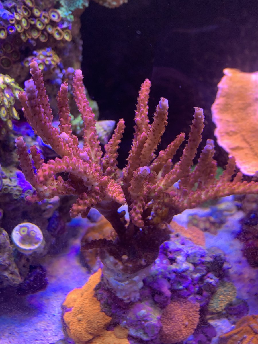 F40906CB-2973-44FA-9BDF-31700BC41A9C.jpeg