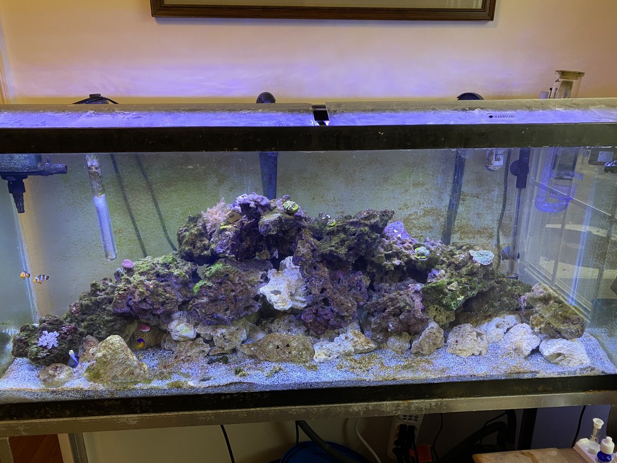 Hello - First reef build 55g low tech after 10 years away (long read ...