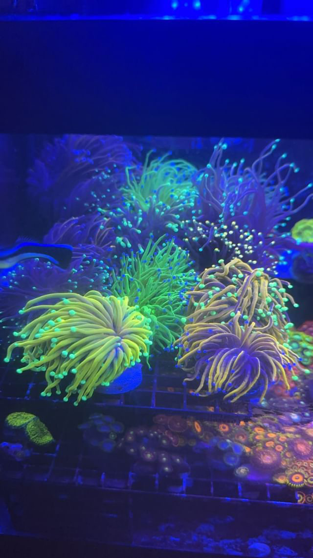 Maintain Torch Coral Color | Reef2Reef