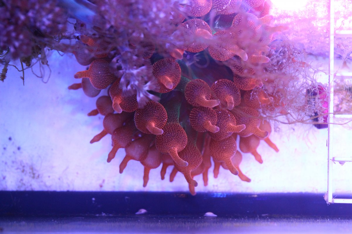 Build Thread - New 50g lowboy frag tank build | Page 2 | Reef2Reef