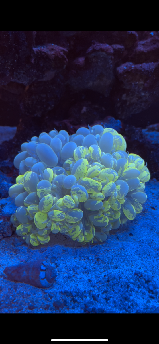 California Live Goods Splattered Bubble coral For Sale