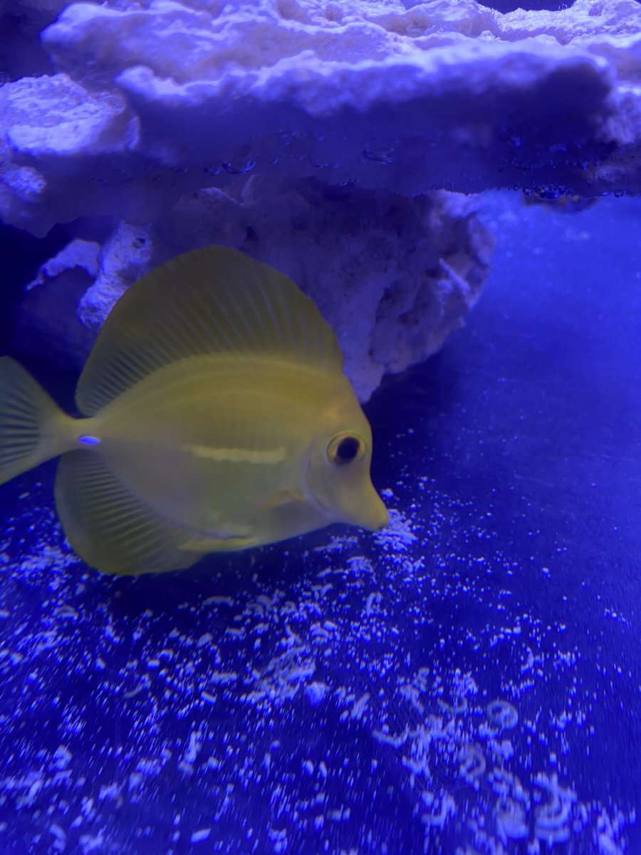 Yellow tang for cheap  REEF2REEF Saltwater and Reef Aquarium Forum