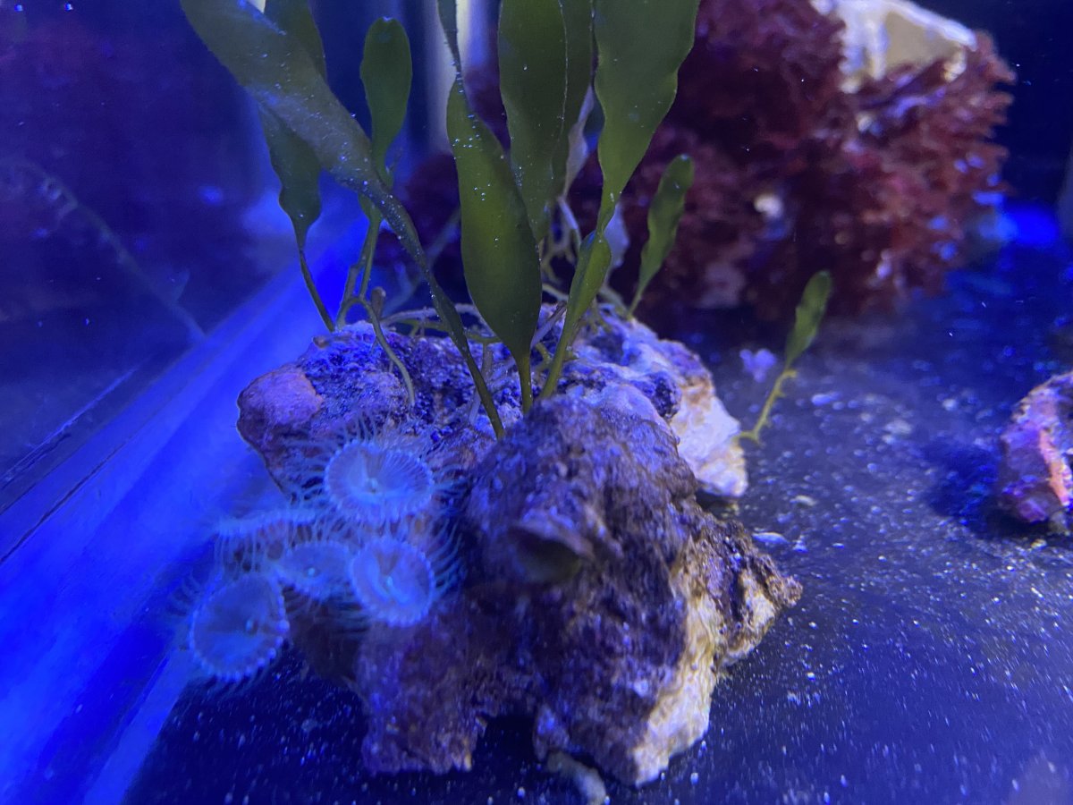 Should I throw out these polyps/palys??? | Reef2Reef