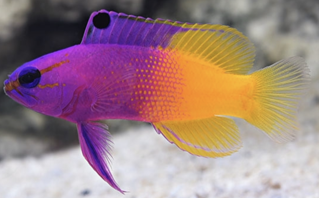Fish recommendations | Reef2Reef