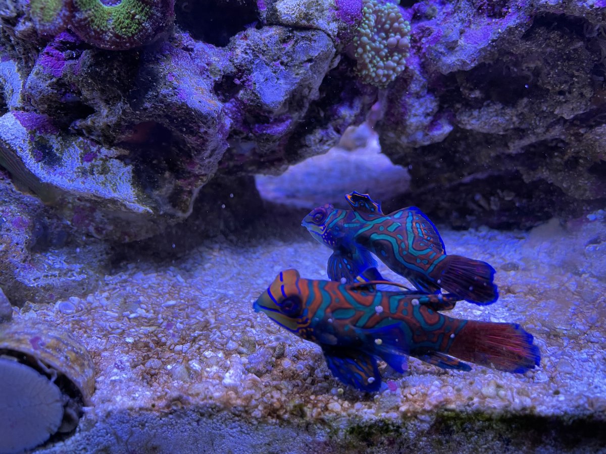 All Eyes On Me! Let's See Those Perfectly Posed Fish | Page 2 ...