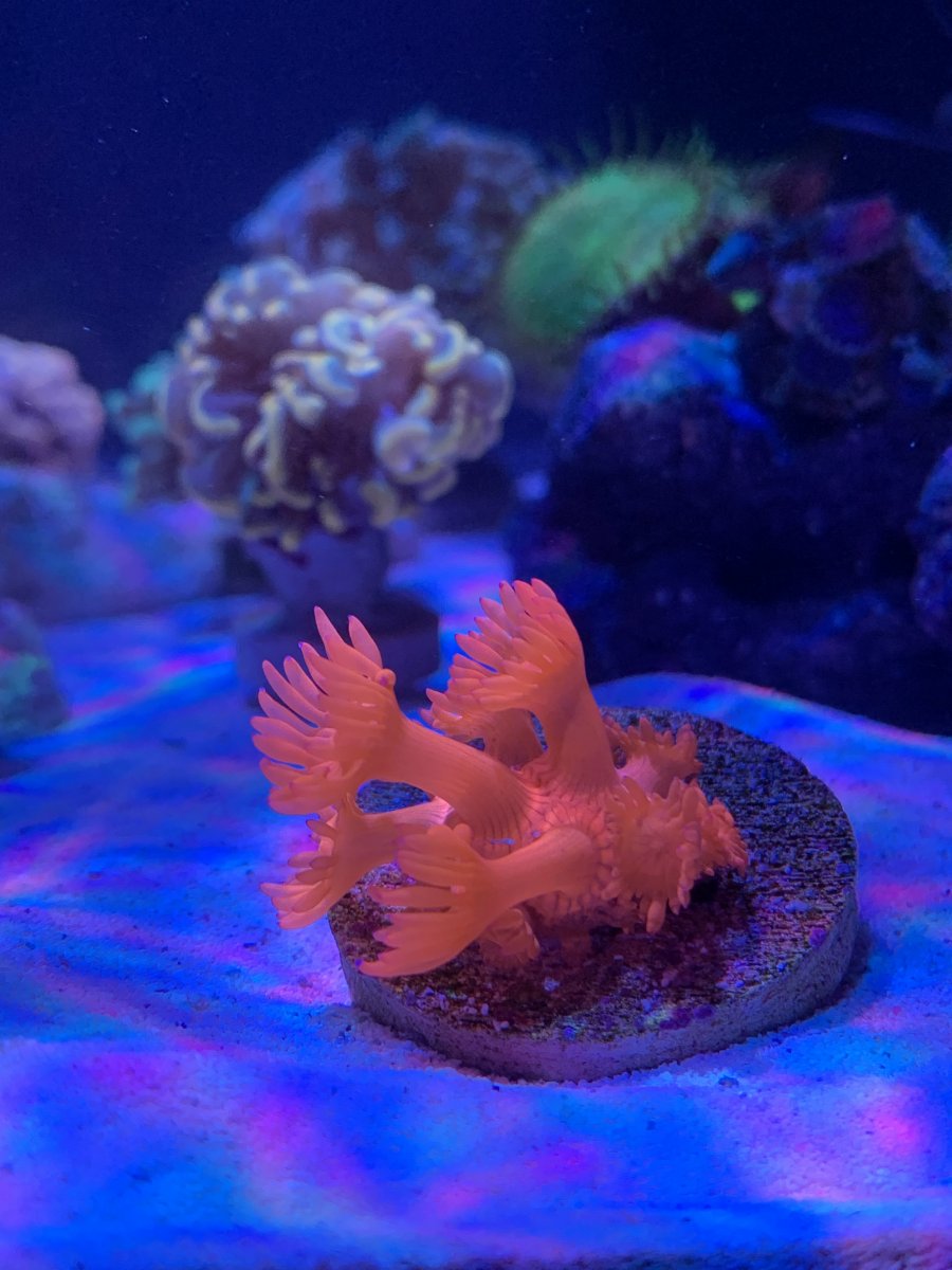 Show off your PINK CORALS!! | Reef2Reef