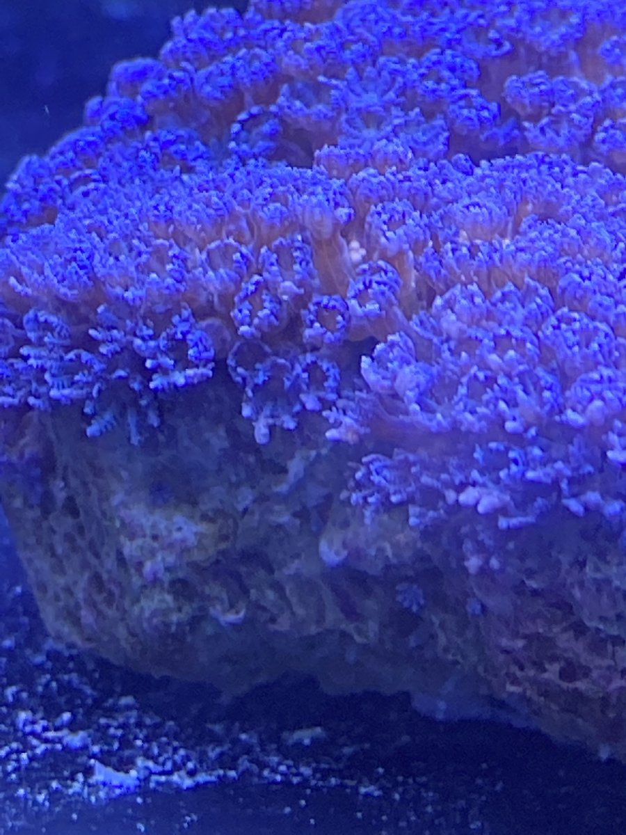 Are my blue colony polys about to “spawn”, should I remove the rock ...