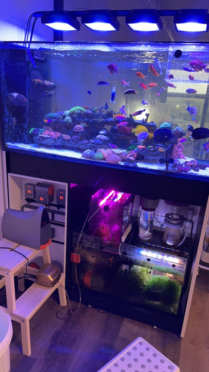Most effective Nutrient Export | Reef2Reef