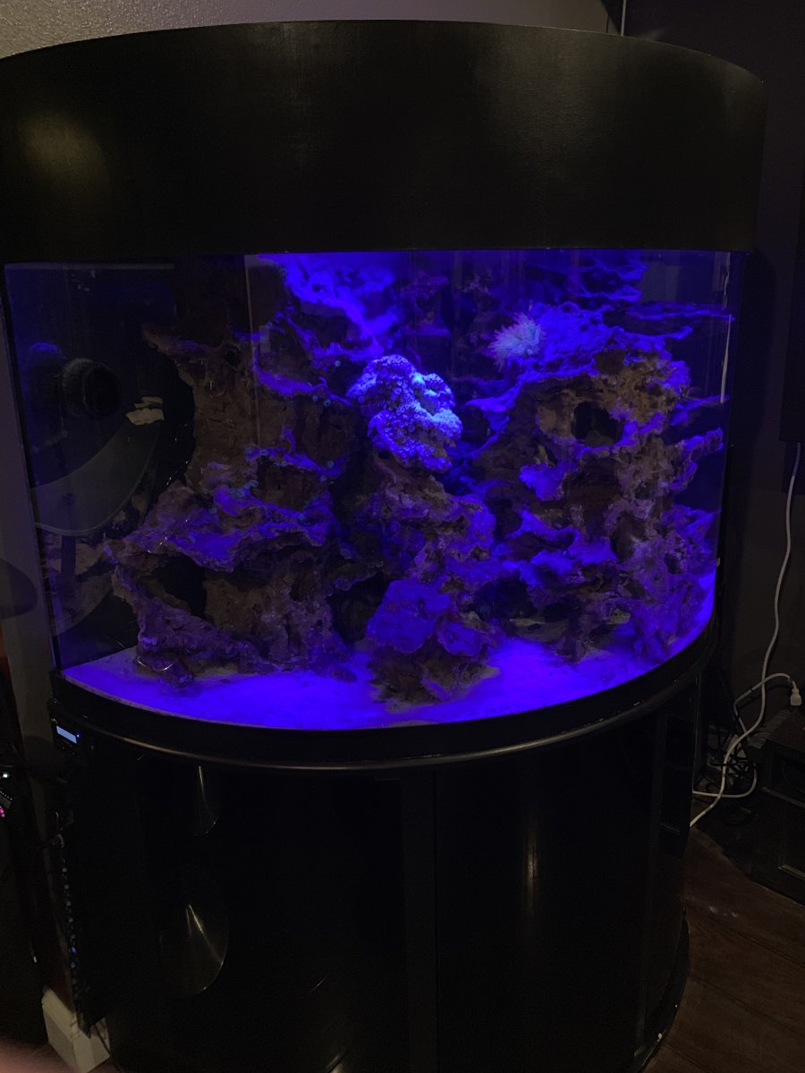 Florida 144 gallon half cylinder aquarium Reef2Reef