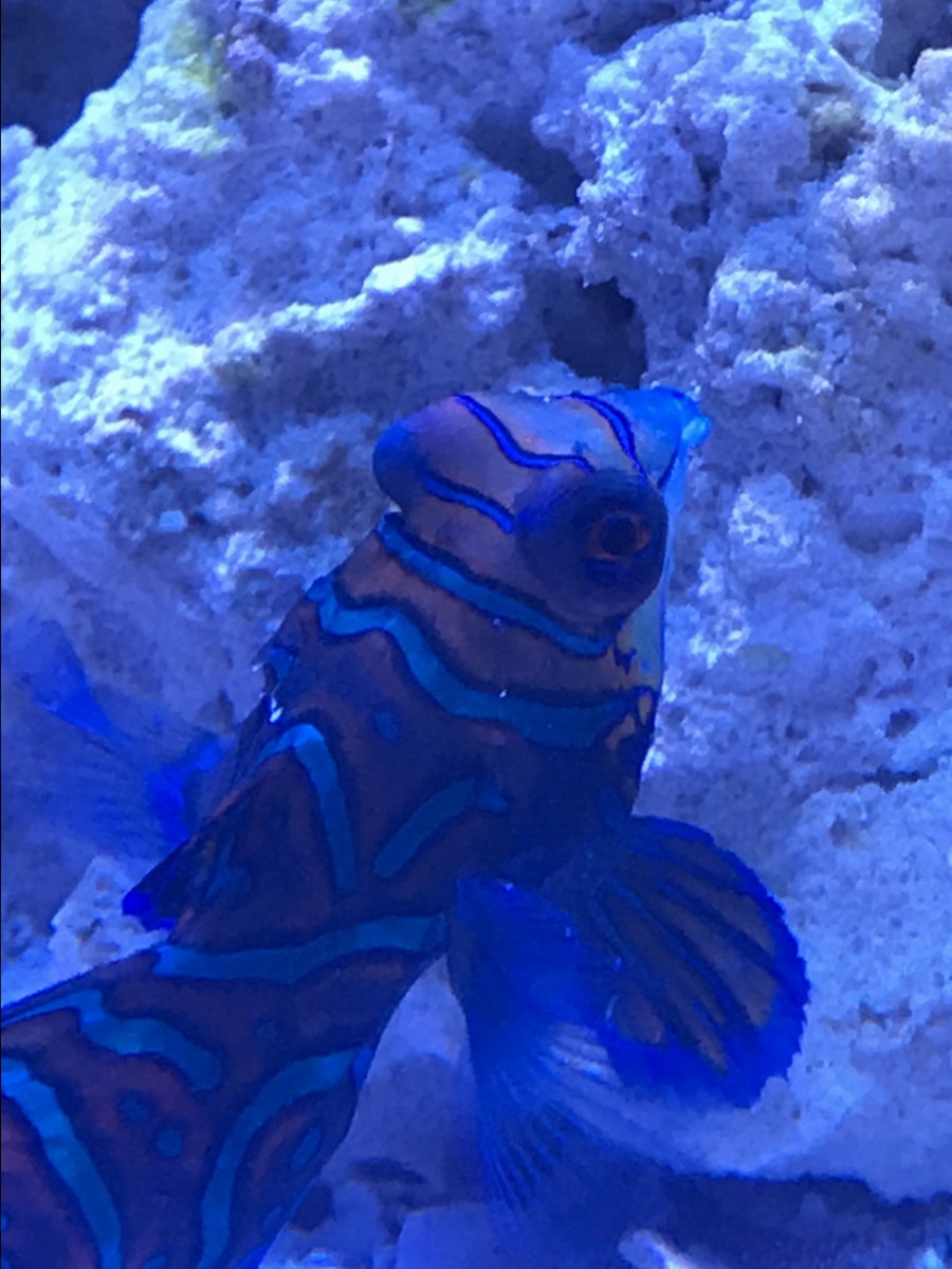 Help with Mandarin | Reef2Reef
