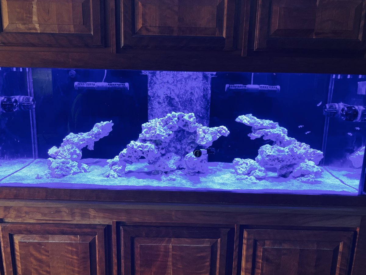 EMERGENCY - Please help with identifying this disease | Reef2Reef